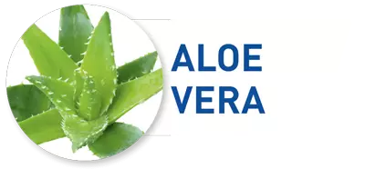 Az aloe vera vírus,-baktérium,-és gombaellenes tulajdonságokkal rendelkezik