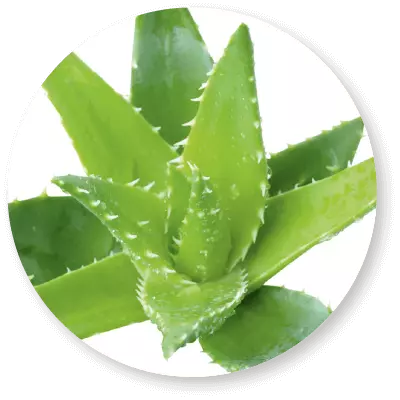 Aloevera