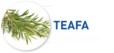 Teafa hatásos fertőtlenítő hatásos gyógynövény