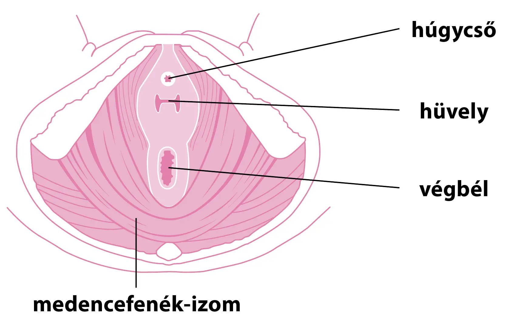 01gatizom